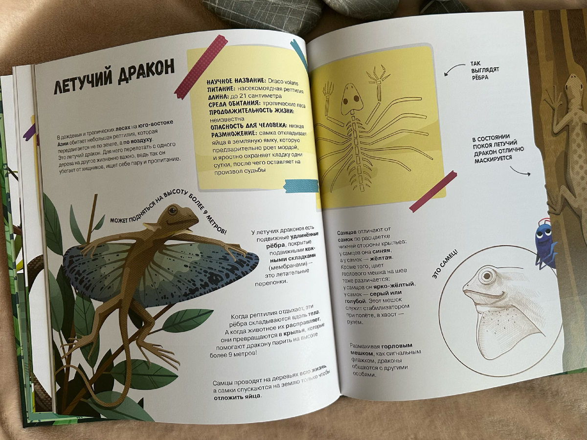 Много интересной информации, которую дети с любопытство изучают