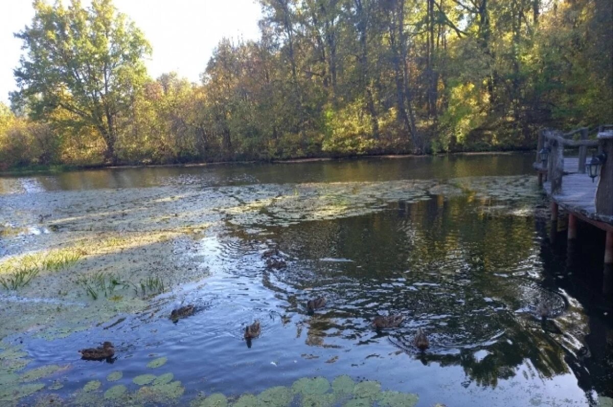    В Тверской области стали охраняемыми болота, где растёт морошка и водяника