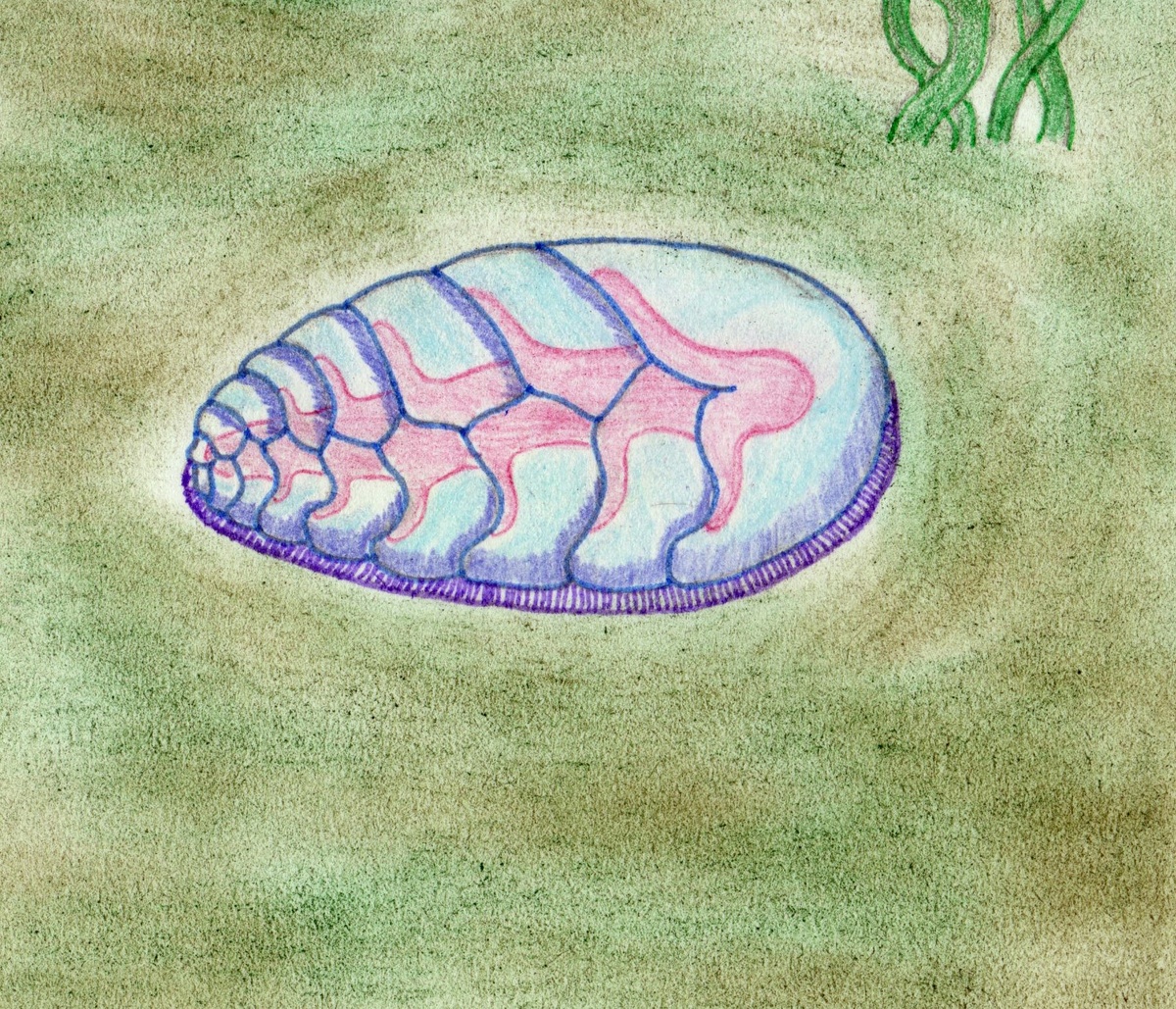 Реконструкция вендии Соколова. Обратите внимание, что все реконструкции изображают не только внешнее стоение. В силу того, что тело проартикулят было студенистым, вероятно могла просматриваться их анатомия, подобно некоторым мидузам и гребневикам.