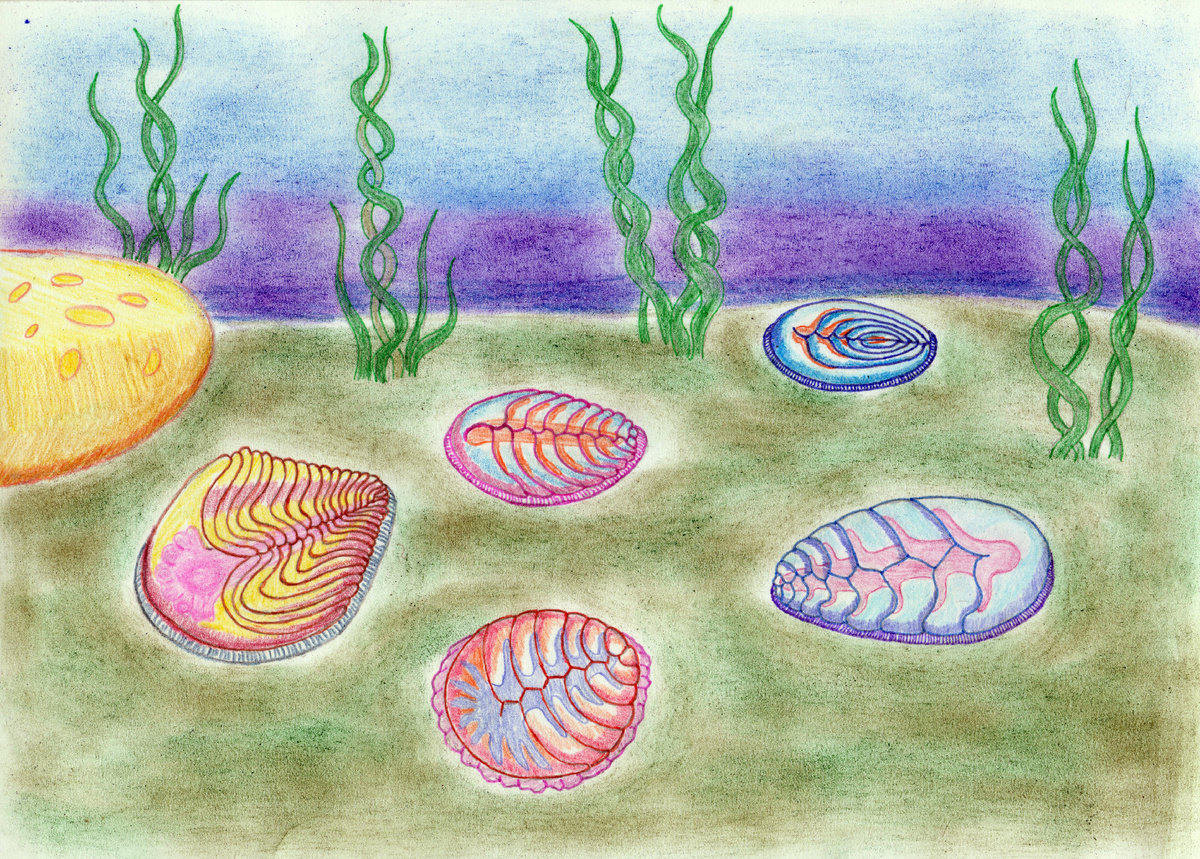 Вендиаморфы. Реконструкция.