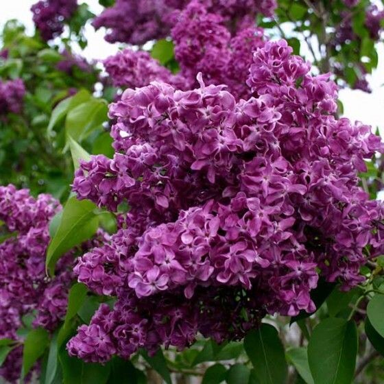 Фото из доступных источников. Сорт Charles Joly.