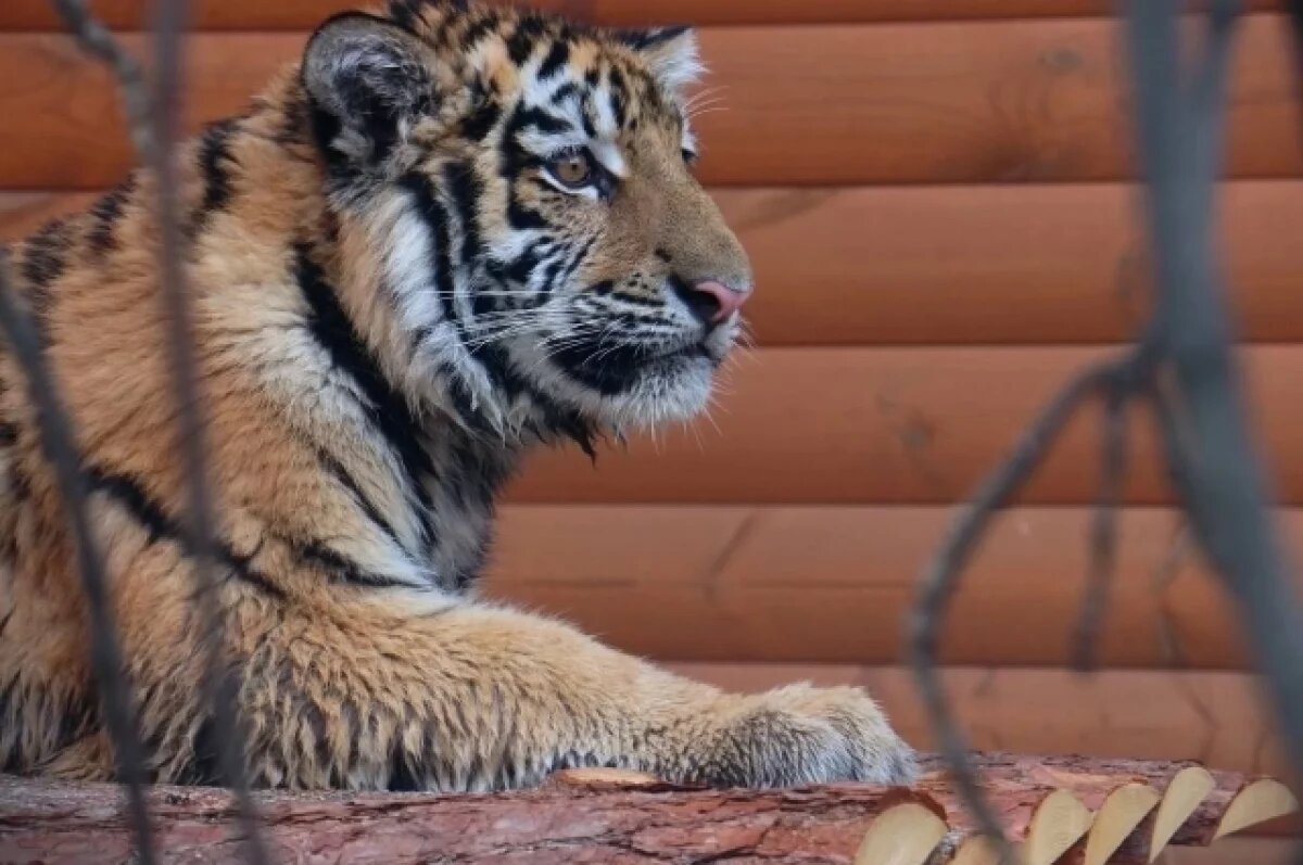    В Ленинградском зоопарке из-за инфекции умер тигр Зевс