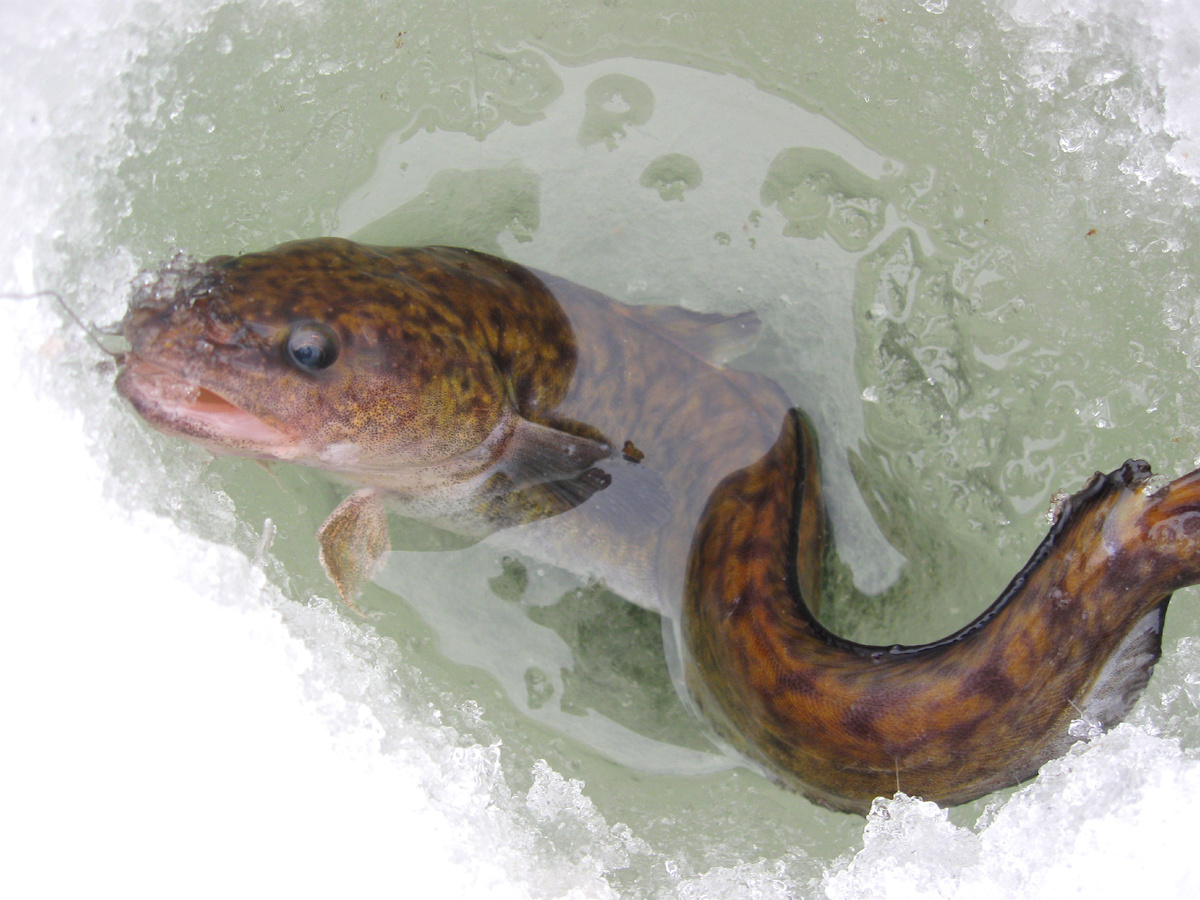 Налим в феврале