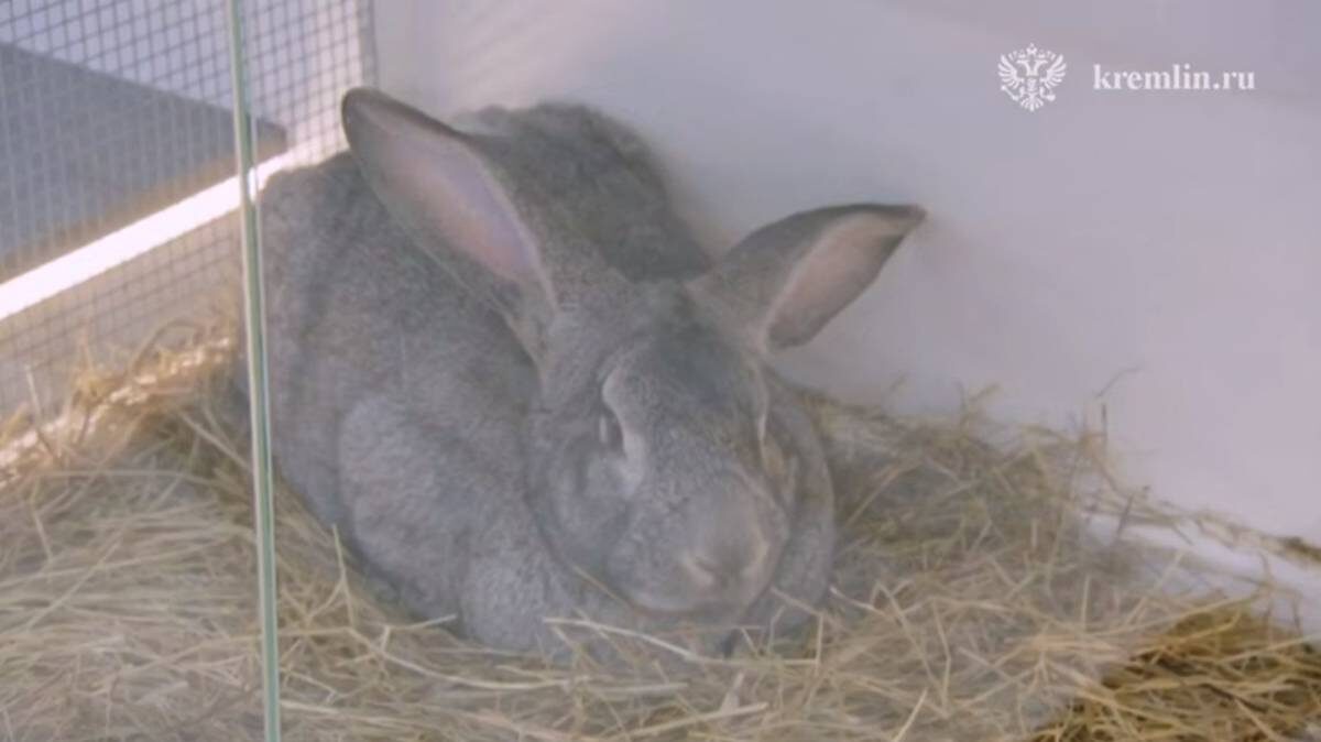    Фото: пресс-служба Кремля