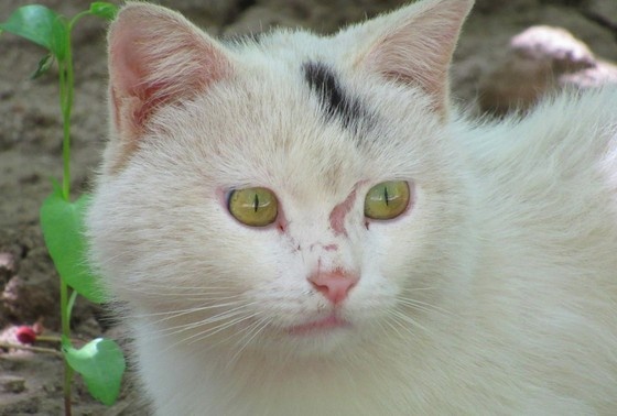    Shutterstock/FOTODOM