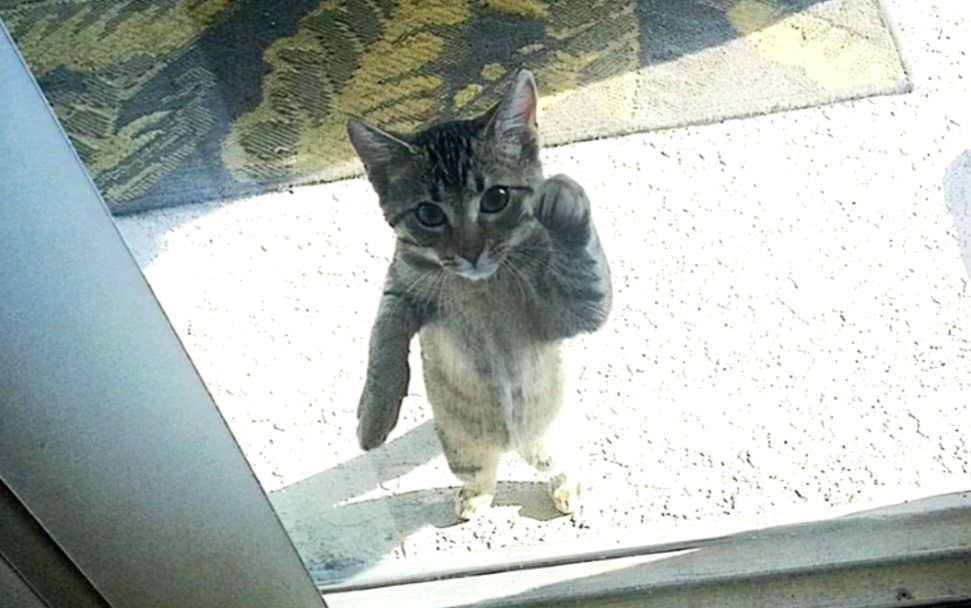 Тук-тук, дверь открой, там в лесу охотник злой!