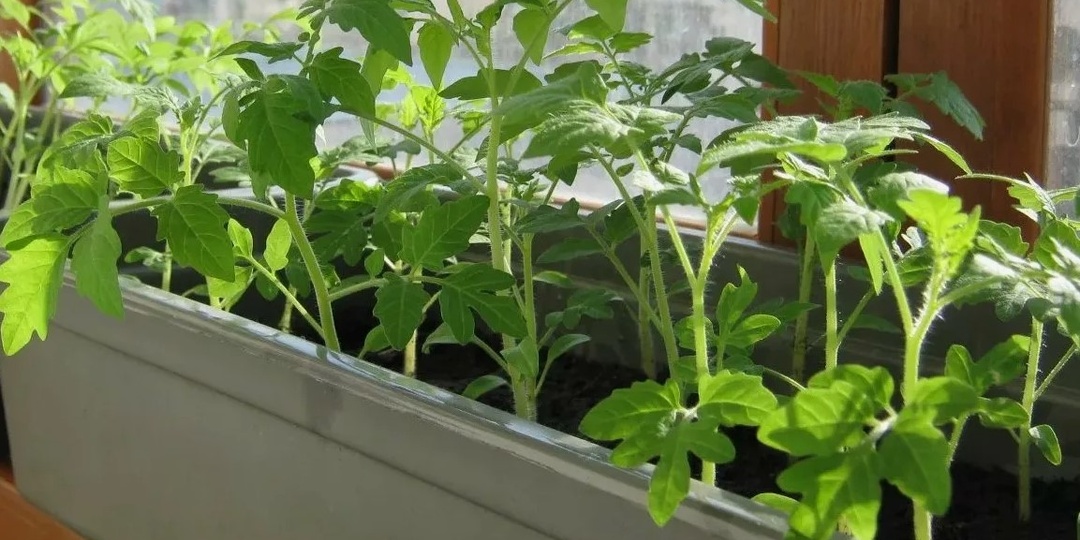 Рассада в домашних условиях: секреты успешного выращивания на юге России