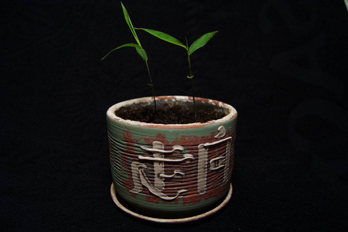 Горшок под стать растению. Восточные мотивы