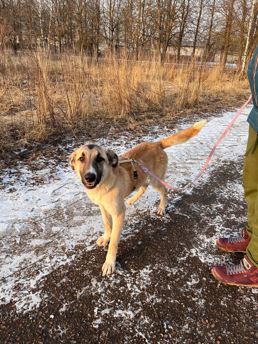 Я буду самой лучшей собакой, только позвони мне!