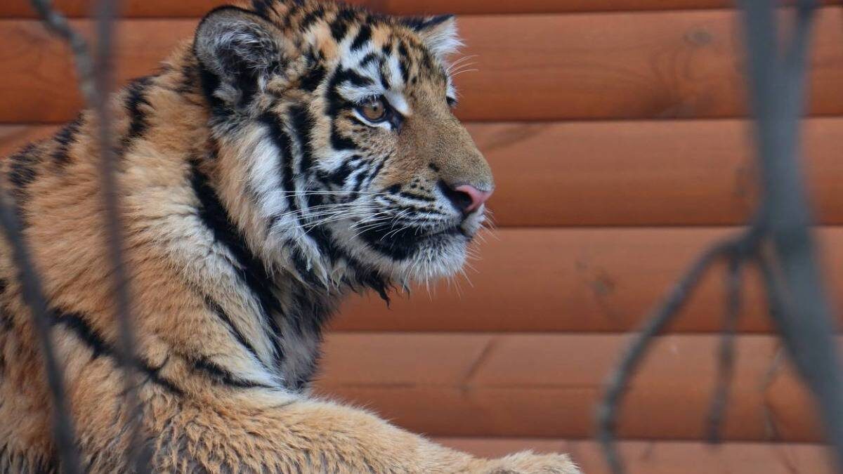    Фото: пресс-служба Ленинградского зоопарка