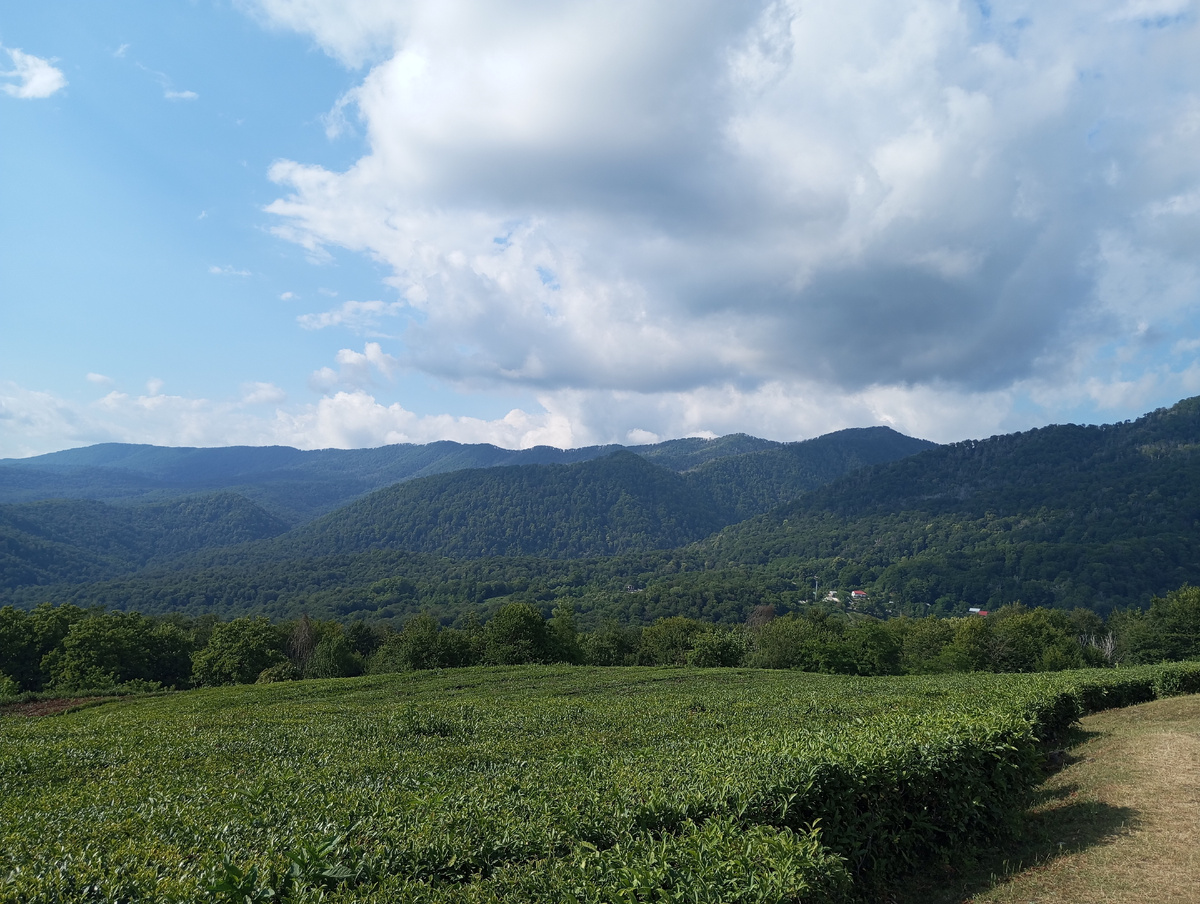 Чайная плантация. Мацеста. Сочи.