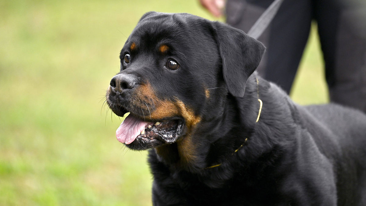    Ротвейлеры могут быть очень милыми и застенчивыми собаками