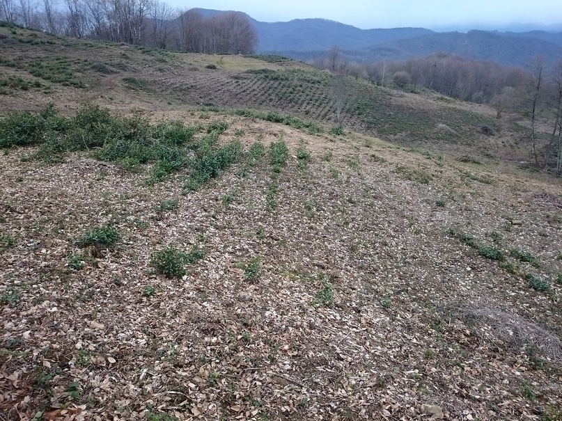 Заброшенная плантация.