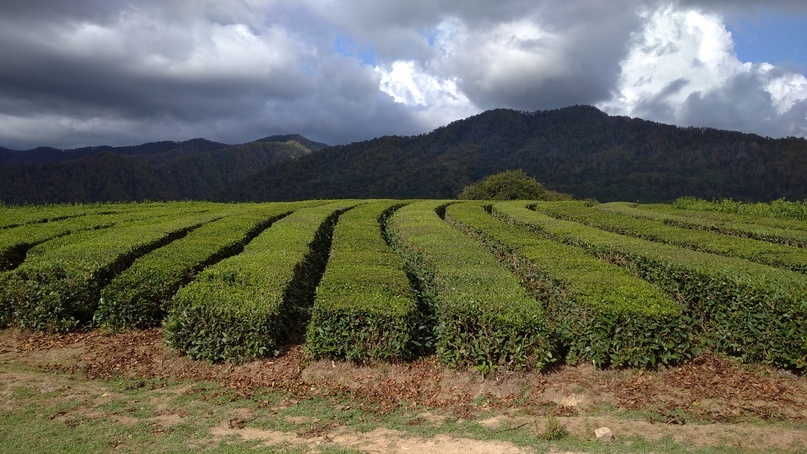 Демонстративная плантация.