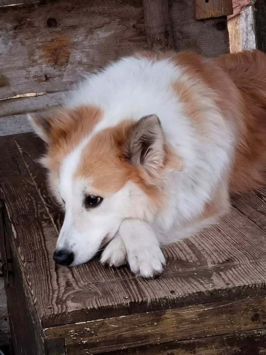 Свиша всегда рада, когда я приношу ей на пробу очередную новинку из отдела зоотоваров) 