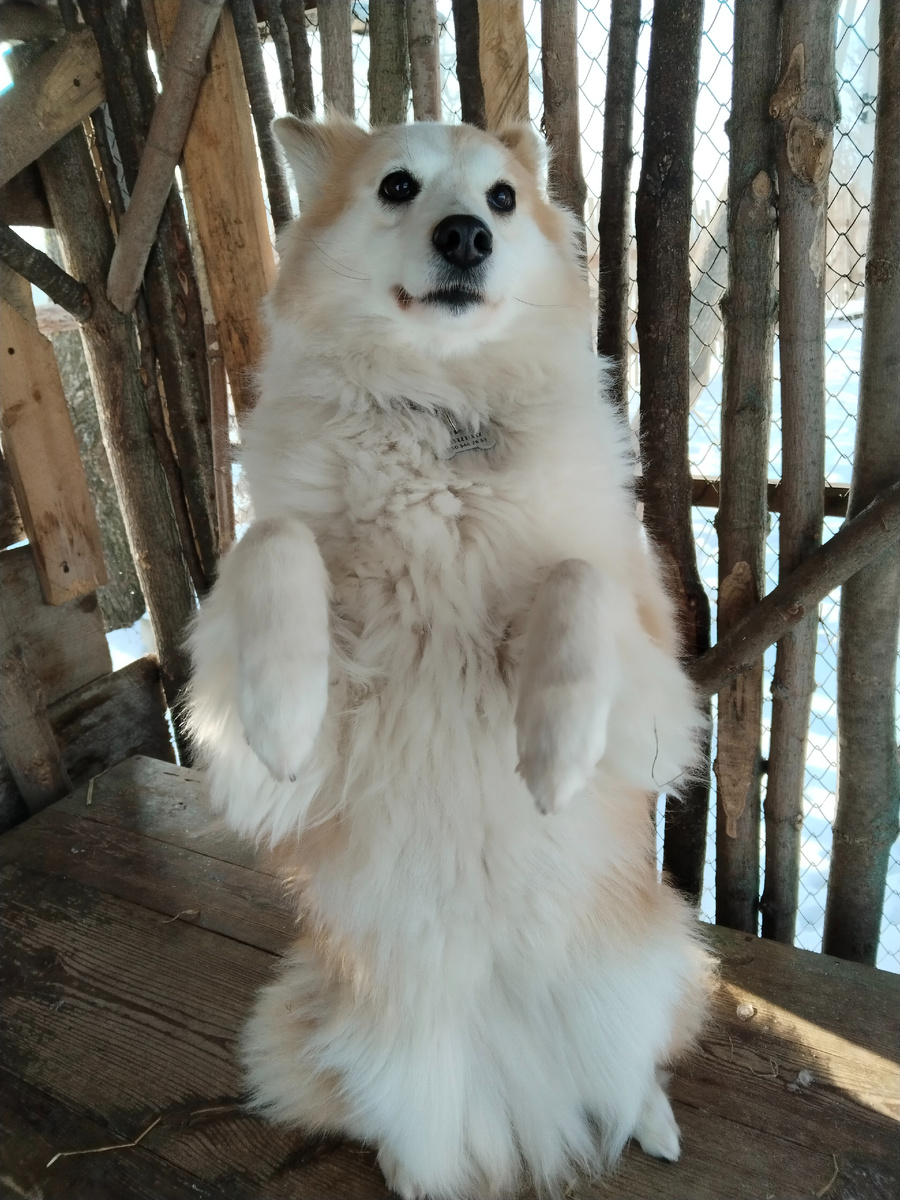 Не пренебрегайте элементарными правилами ухода за животными! 