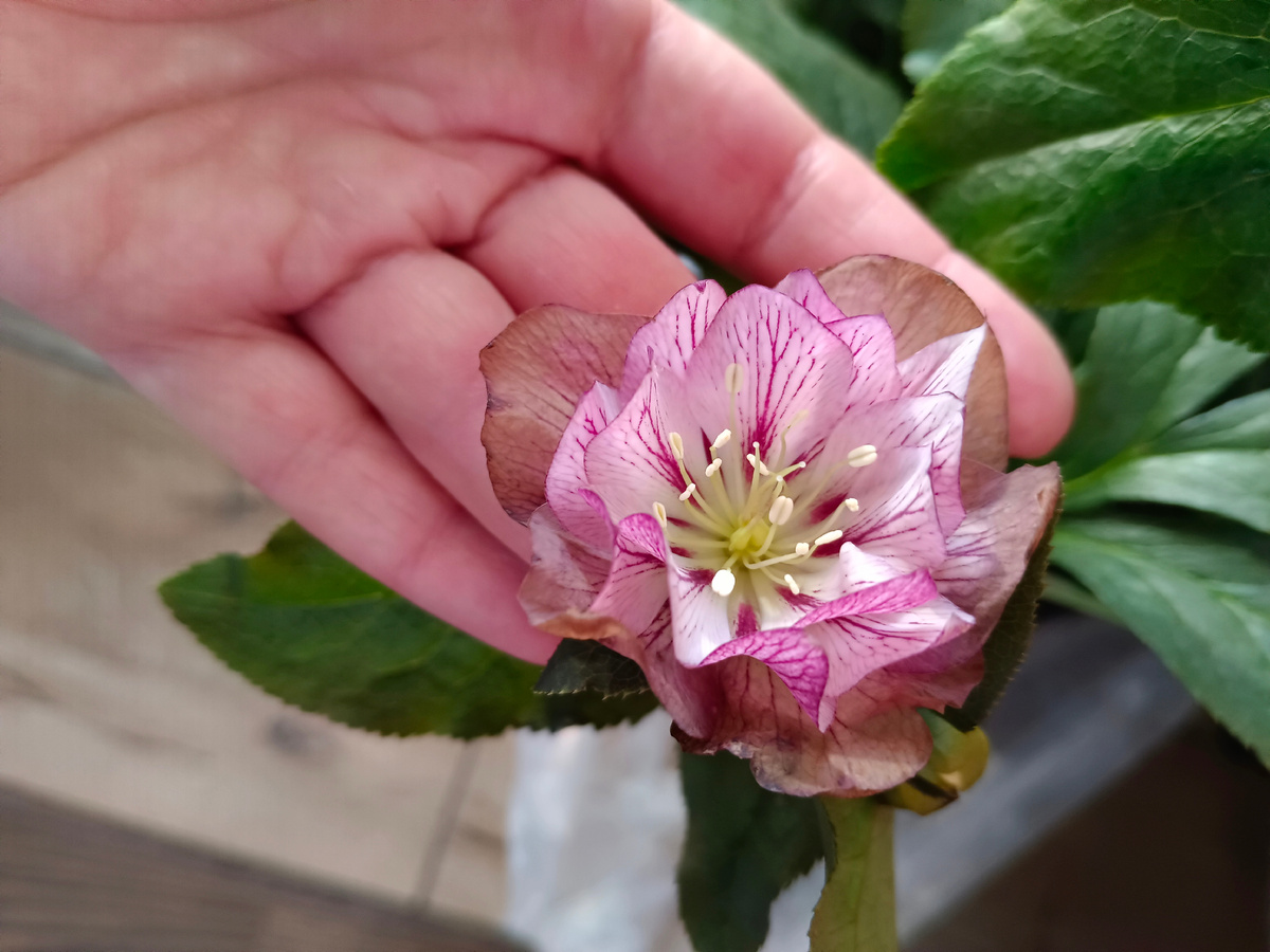 сорт Magic Double Picotee