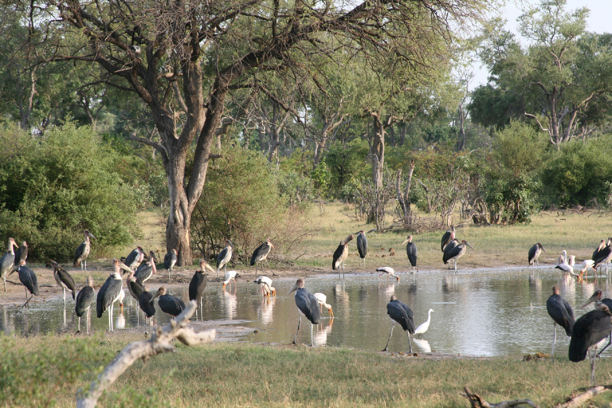 Аисты марабу на совещании. Ботсвана, Вумбура.