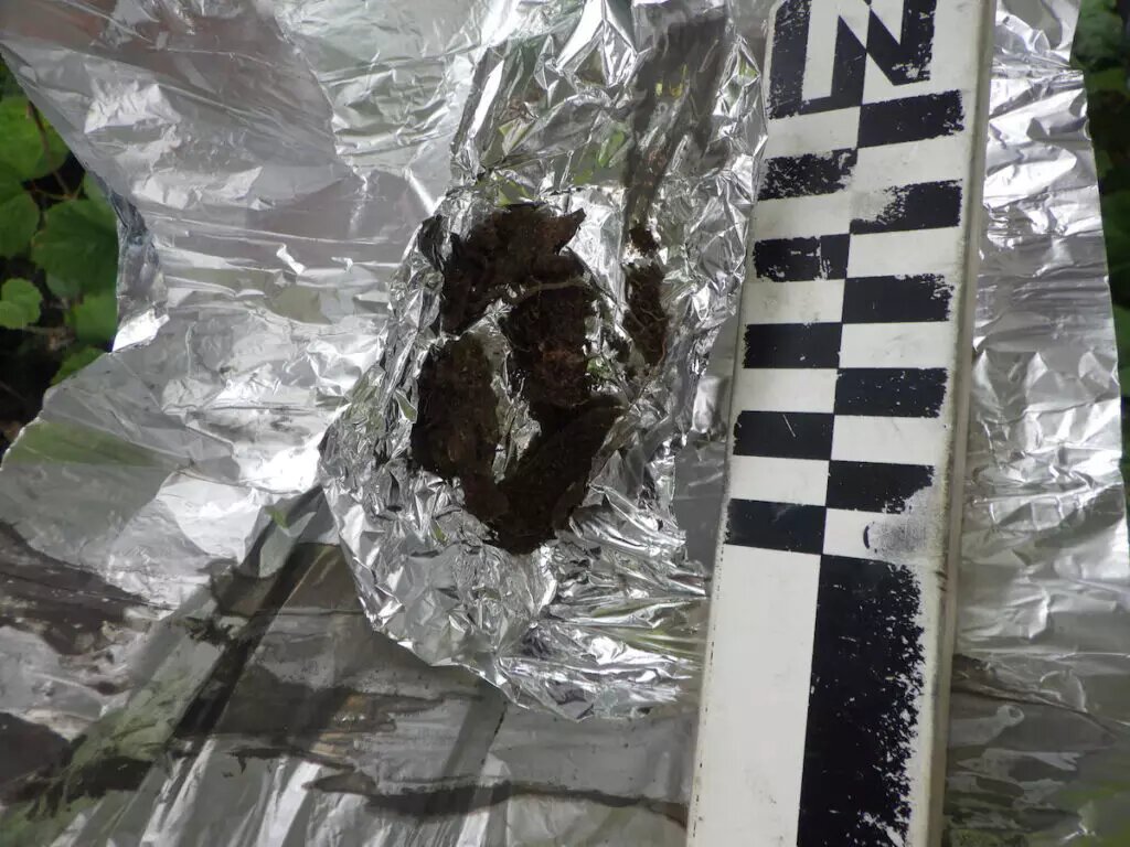 Выложенный берестой тайник на известном месте обитания племени дене вдоль Верхнего залива Кука. Ямы для тайников похожи на погреба для корнеплодов и использовались для хранения рыбы, мяса и ягод.