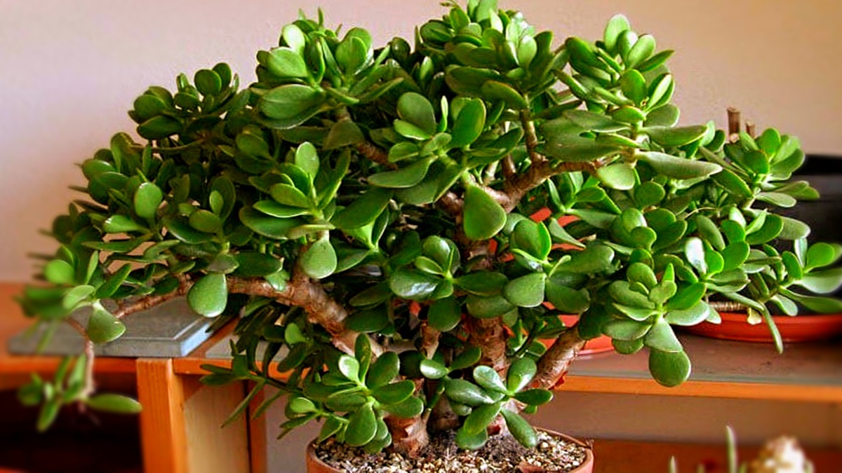 Денежное дерево