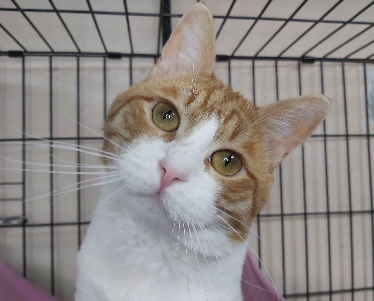 Котик Цум найден в подъезде. Лучезарному и ласковому котику 2 года. Цум готов стать вашим любимчиком.