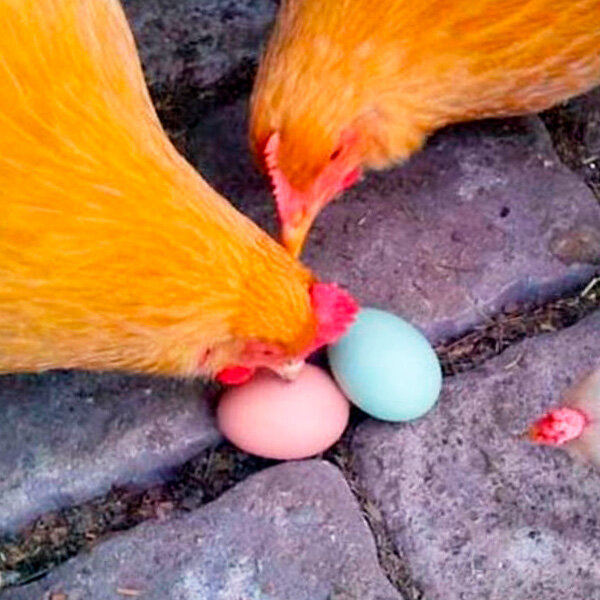 Фото из инета