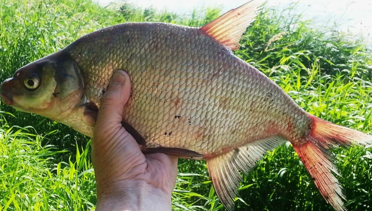Рыба лещ. Источник фото ru.pinterest.com