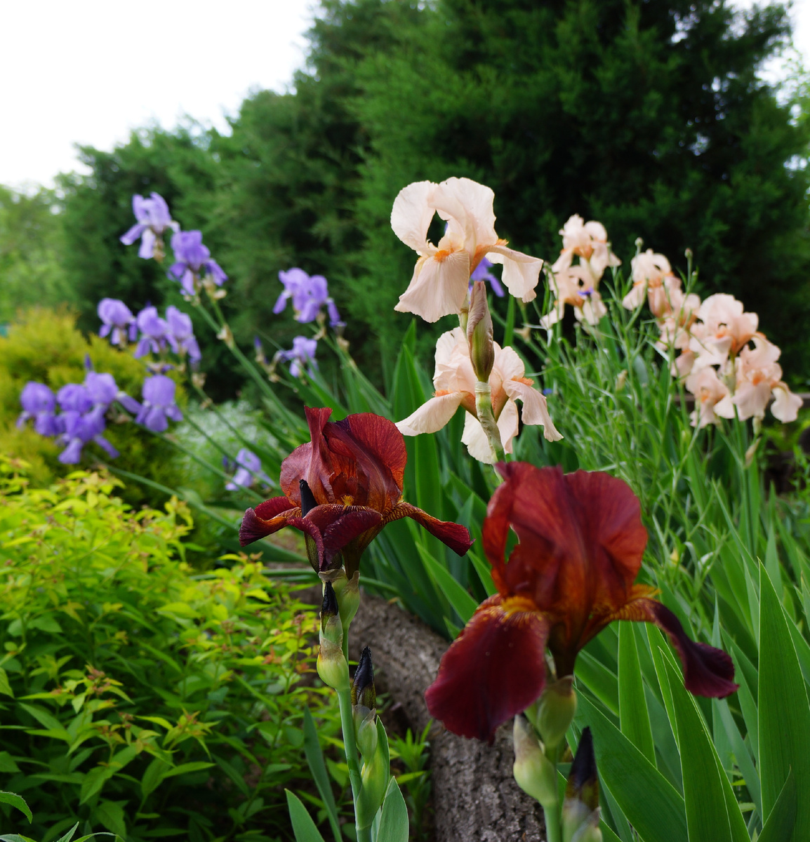 Ирисы и можжевельники на склоне