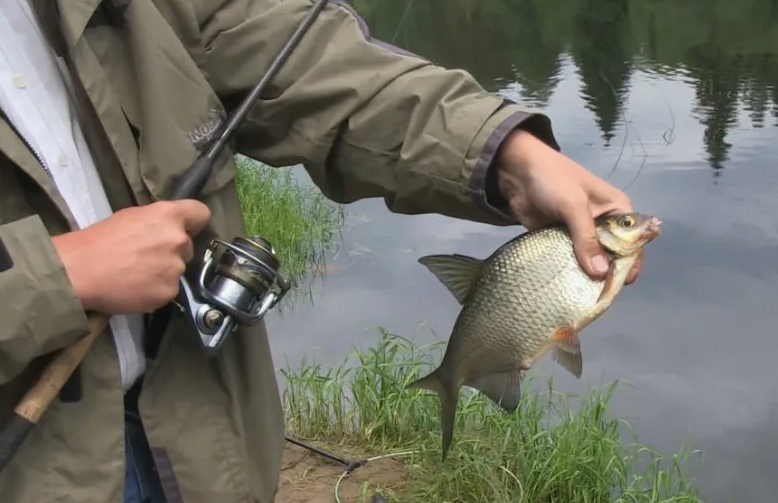 Лещ пойманный на фидерную снасть. Источник фотоenglishfishing.ru