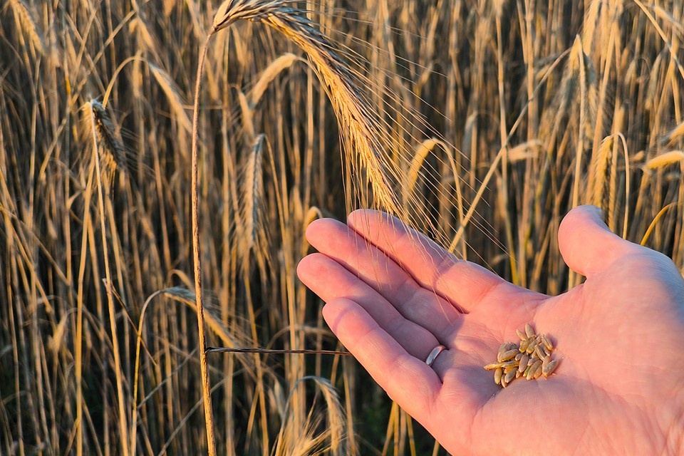    Посевные площади ржи в России сокращаются год за годом. Shutterstock