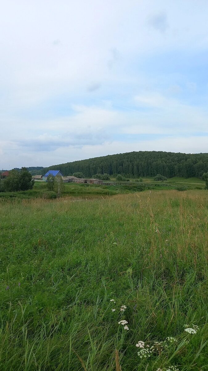 Земляники на лугу очень много