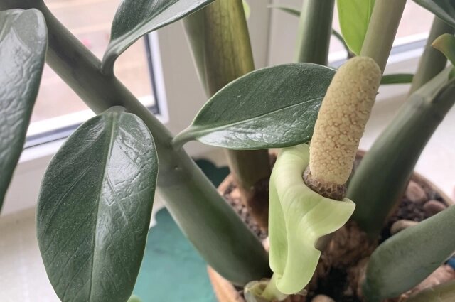    Цветы у «долларового дерева» напоминают кукурузные початки. Фото:  АиФ/ Ирина МАЛИНА