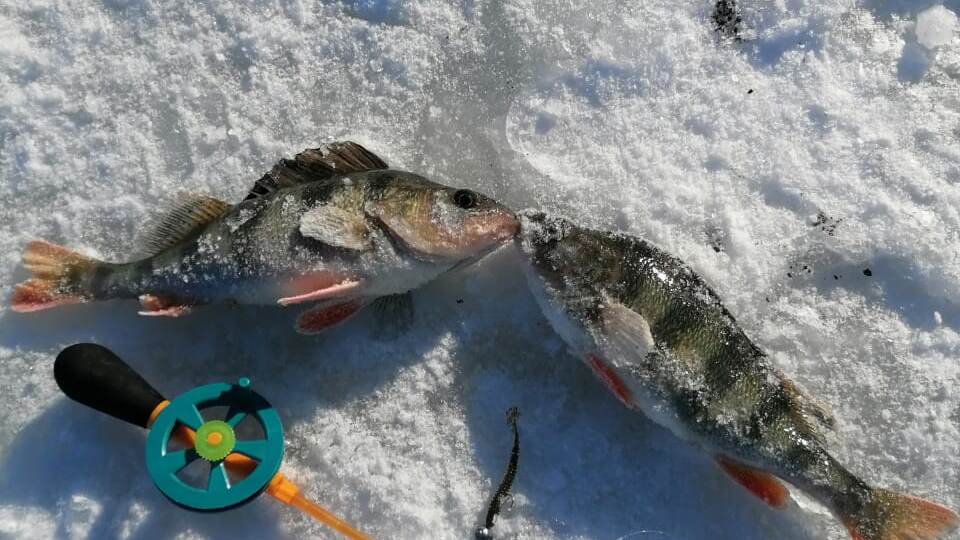 Ловля окуня на силикон зимой. Дон.