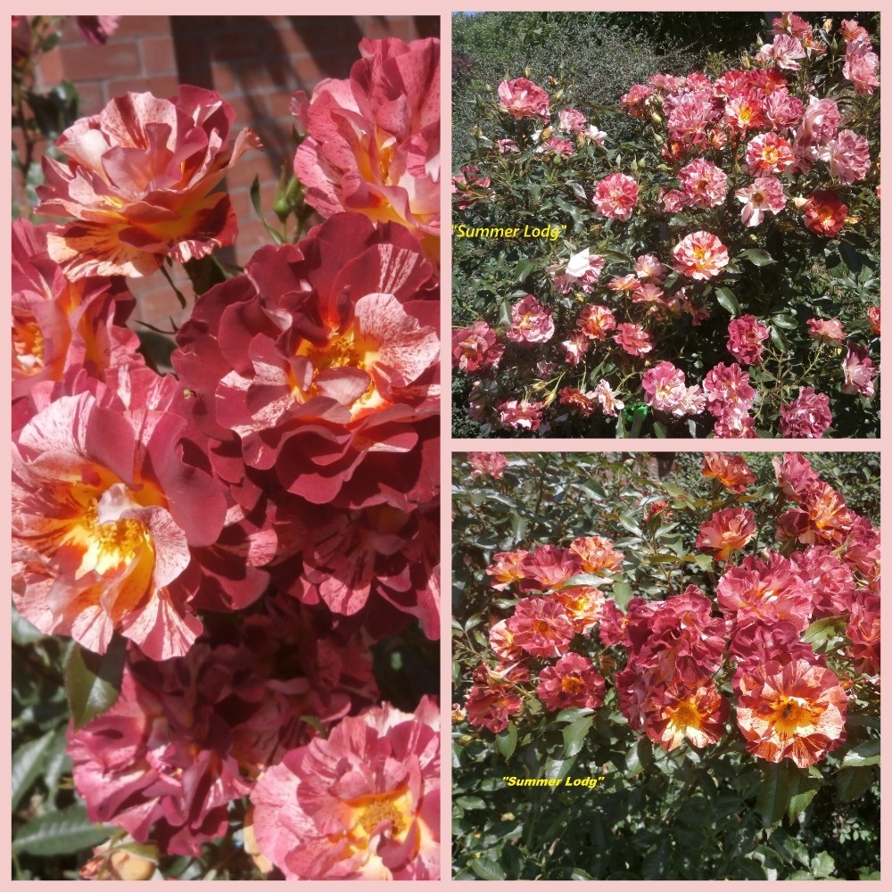 фотоколлаж Милы