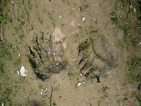 Фотографии Татьяны Немшановой. Следы медвежьих лап на дороге возле  таёжного села Саранпауль. Июль 2009 год. Западная Сибирь, Приполярный Урал, Зауралье, ХМАО Югра, лес северный таёжный.