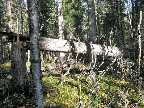 Фотографии Татьяны Немшановой. Северная тайга Западной Сибири. Осень 2011 год. Темнохвойный  прибрежный лес. Западная Сибирь, Приполярный Урал, Зауралье, Тайга ХМАО Югра, Крайний Север дикий. Ель, кедр. Места обитания медведей Сибири.