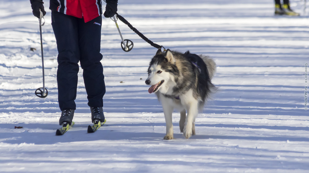 1. Ездовая собака и лыжник... © NickFW.ru — 21.02.2025г.