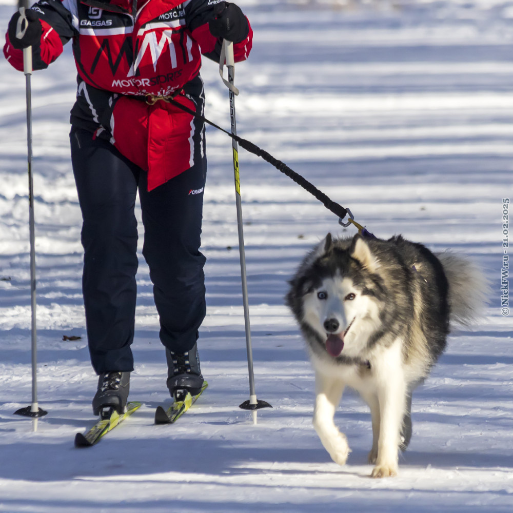 2. Ездовая собака и лыжник... © NickFW.ru — 21.02.2025г.