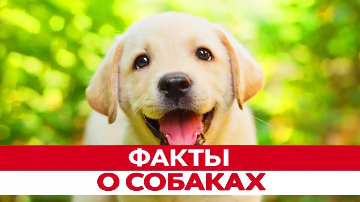           Дорогие подпищики всех с наступившими выходными.