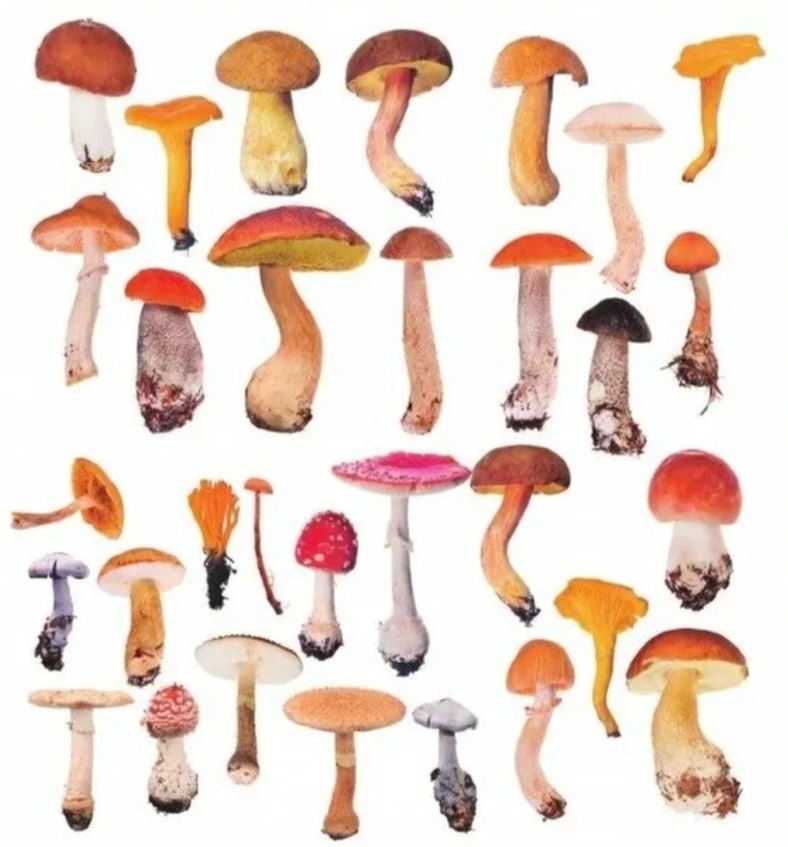 Энциклопедия грибника:) 