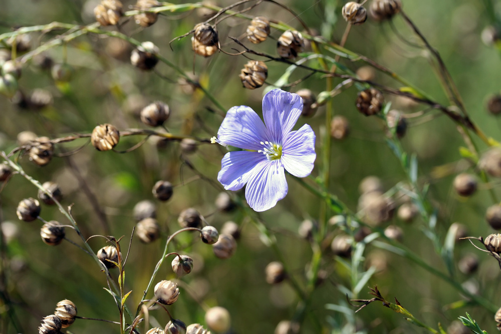    Лен посевной — холодостойкая однолетняя культура