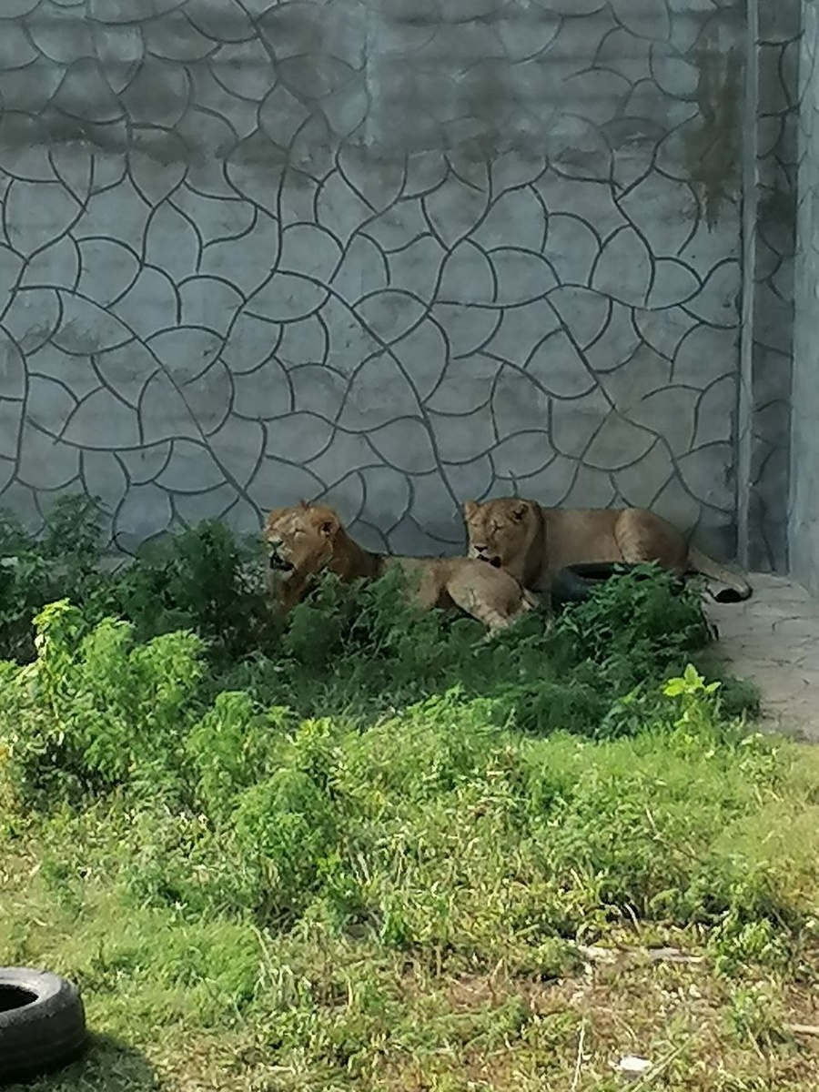 Красавицы- кошки