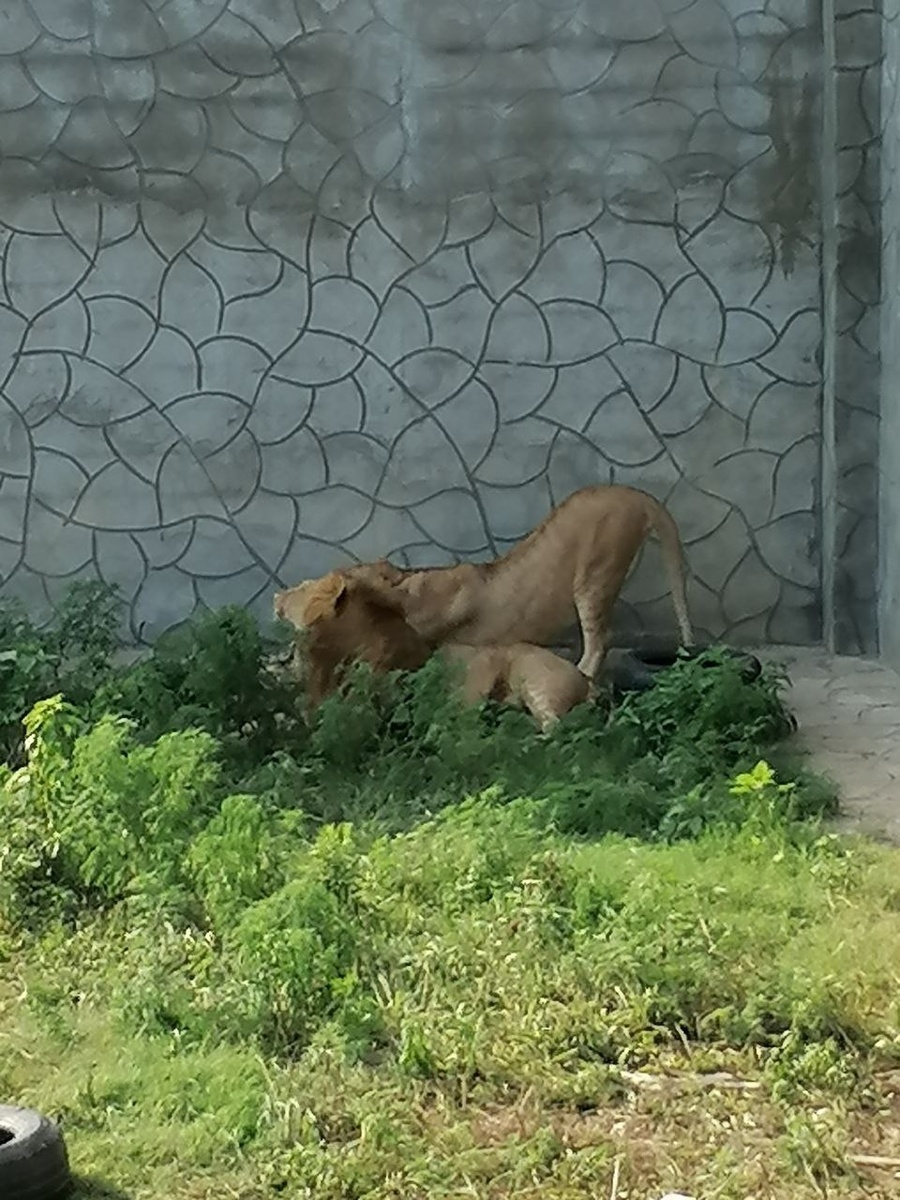 Кошки есть кошки.