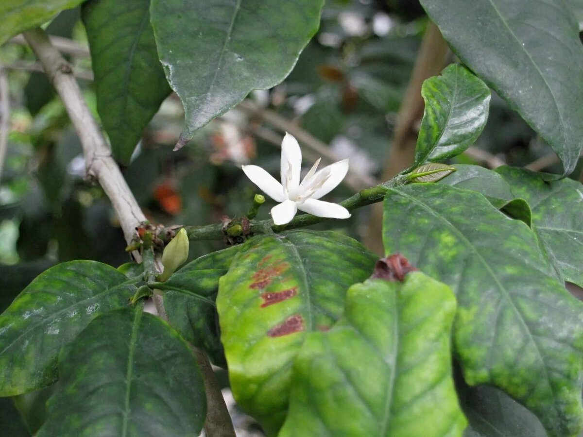 Кофейный куст