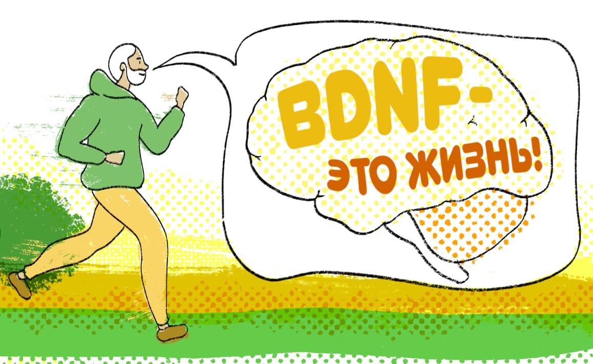 Нейротрофический фактор мозга 