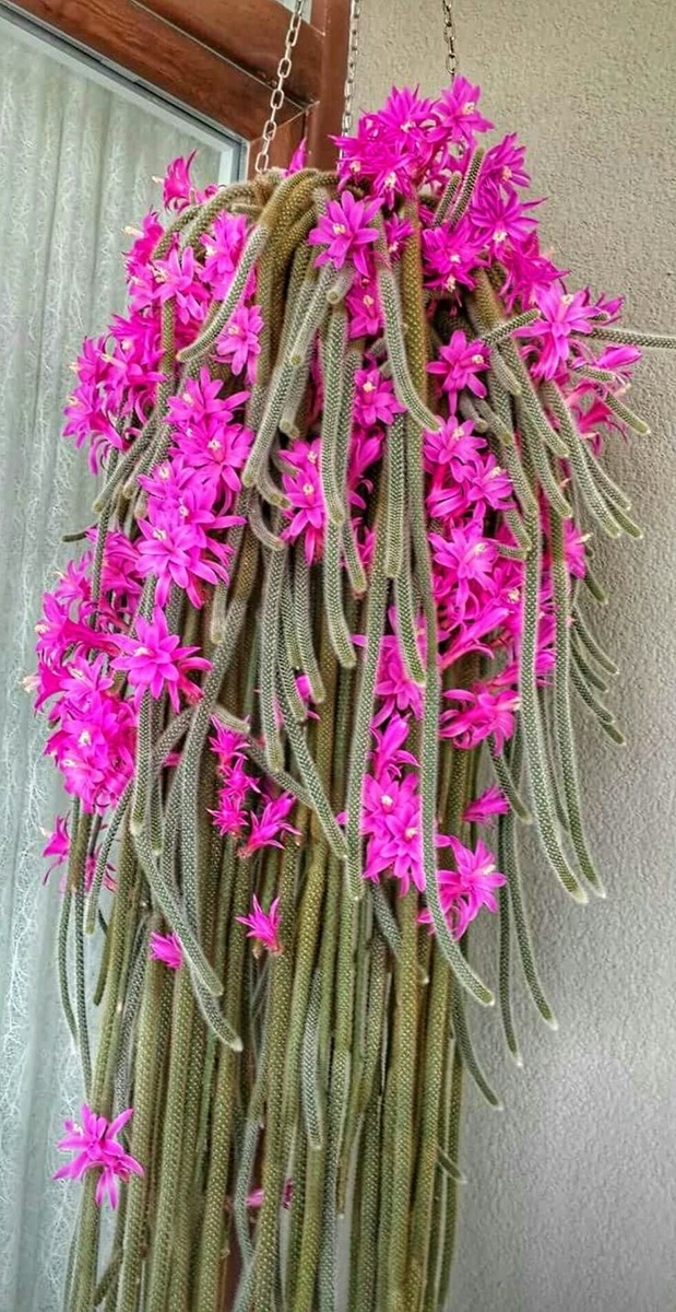 Апорокактус. Источник фото Pinterest