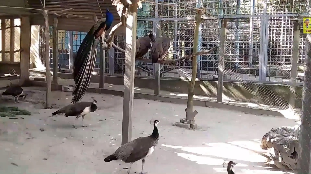 Путешествие в животный мир