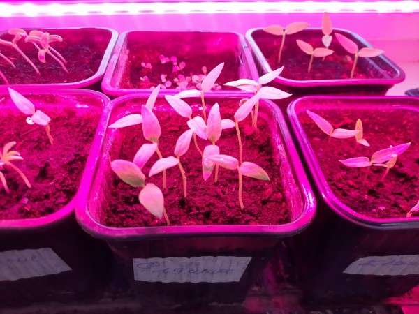 Томатно-перцевый солярий