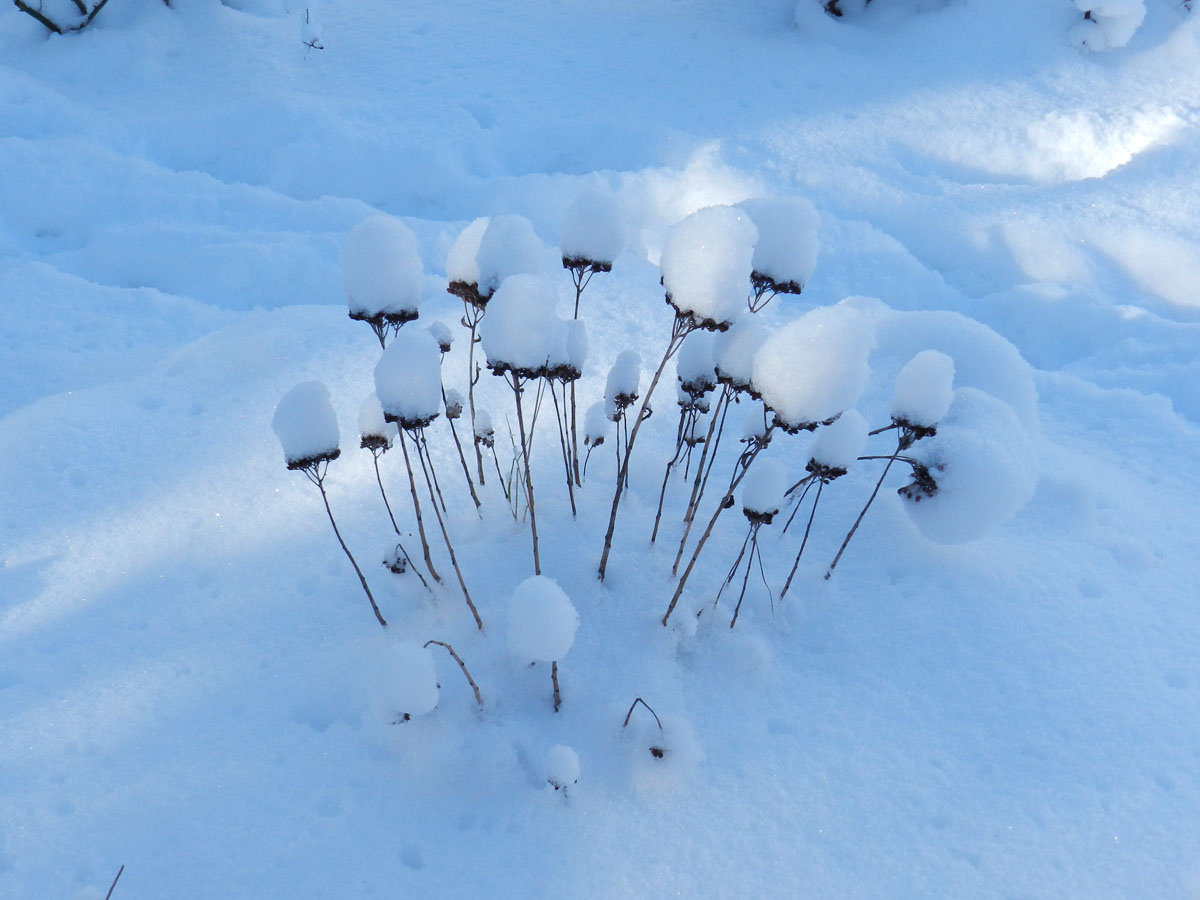 Снег, снег, снег...