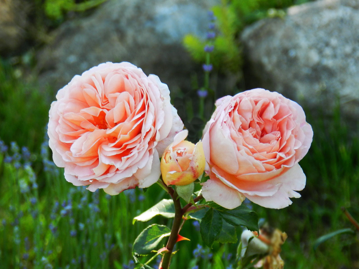 Абрахам Дэрби